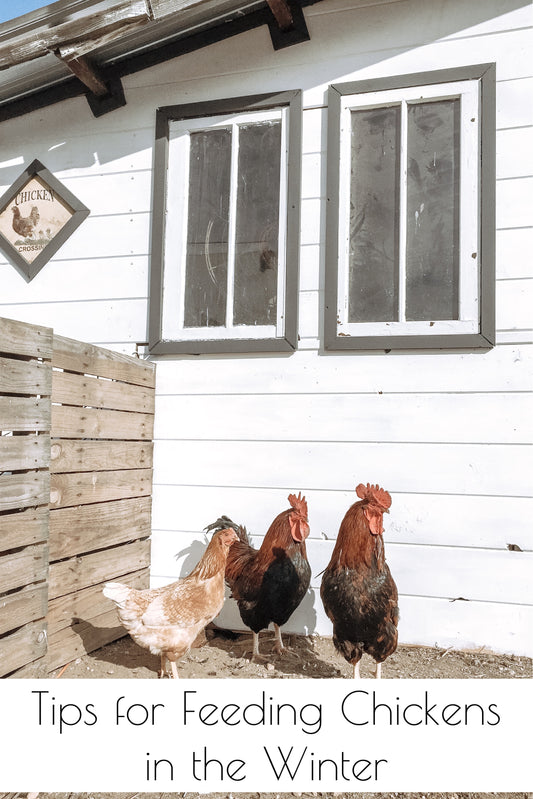 Tips for Feeding Chickens in the Winter